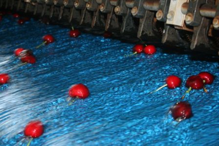 Innovazioni per la ciliegia di Vignola e di Romagna