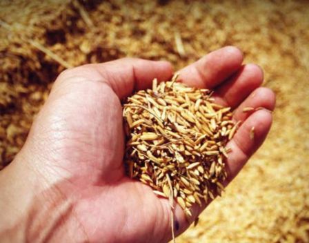 Sementi del sapere biodiversità in agricoltura