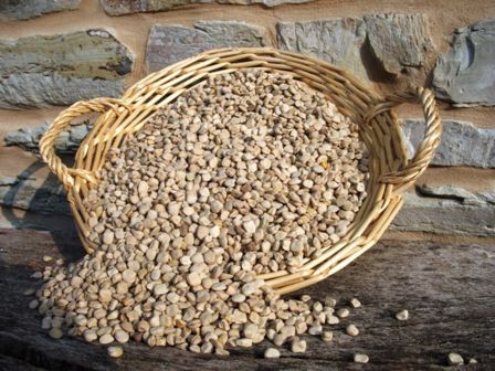 Festa della cicerchia a Serra de' Conti