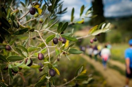 Olio Capitale e Mirabilia per l’oleoturismo