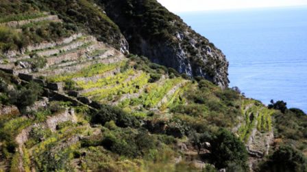 Premio La Vigna di Sarah BIO per l'agricoltura eroica