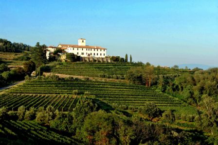 NOBILI ASCENDENZE E INCROCI BASTARDI DEI VINI PIÙ AMATI