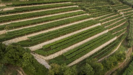 Tedeschi e i caratteri aromatici delle uve in Valpolicella