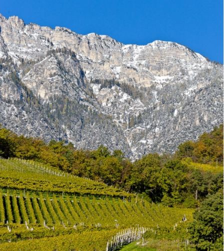 Glarea è il nuovo Chardonnay della cantina Tramin