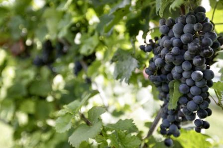 Nuove complicazioni burocratiche per i viticoltori