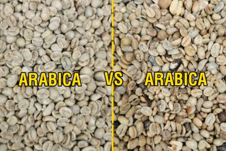 Caffè: le differenze tra arabica e robusta (contro la robustofobia)