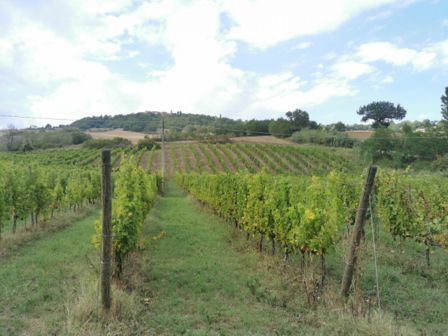 Bianchello del Metauro DOC: una guida al vino più bistrattato dell’Adriatico