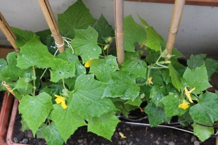 Le ricette dell’orto urbano: come utilizzare i prodotti coltivati sul vostro balcone