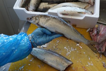 Il Coregone di Bolsena, un pesce da riscoprire