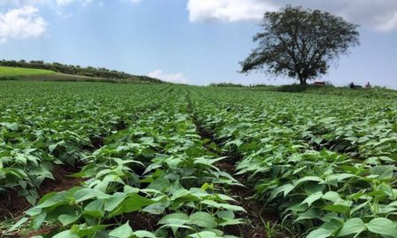 Sujaca di Caria: la storia antica di un particolare fagiolo calabrese