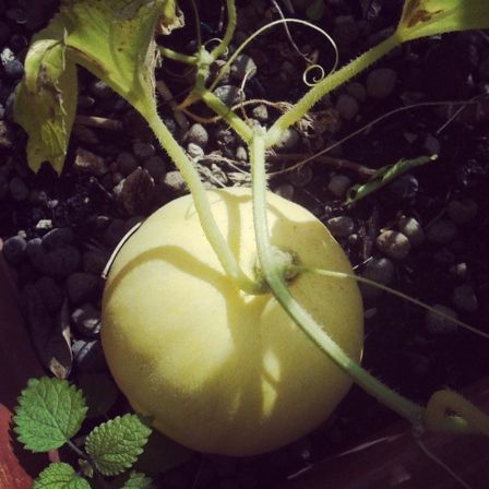 Orto fai da te: cosa seminare ad agosto