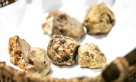 Dove mangiare il tartufo nelle Langhe piemontesi?