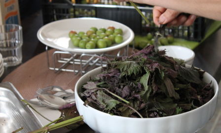 Prugne Umeboshi: ricetta e consigli utili per realizzare il frutto giapponese sotto sale