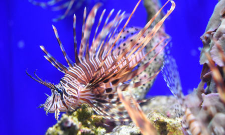 Pesci esotici nel Mediterraneo: sono un problema per salute, pesca e ambiente?