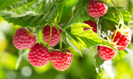 Poveri di calorie e potenti antiossidanti: tutte le proprietà dei lamponi