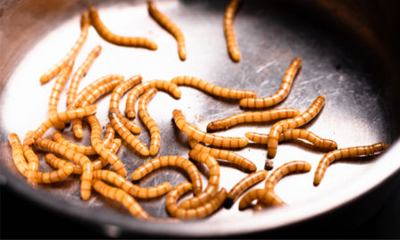 Via libera dell’Unione Europea ai primi insetti commestibili