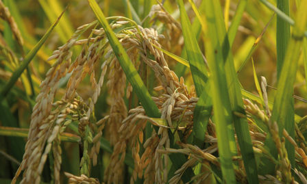 Ricehouse, la start up innovativa che parte dagli scarti del riso per creare la casa del futuro