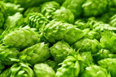 Perché si dice che la birra fa bene alla salute? Indizio: c’entra il luppolo