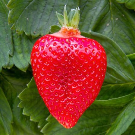 Fragole di Sommariva Perno: dove acquistare la frutta migliore del Roero