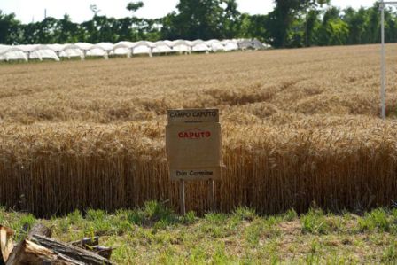 Mietitura: la festa del Grano Nostrum al Capodanno del Mugnaio